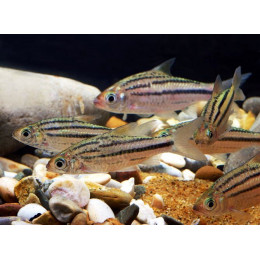 Барбус линеатус линейный / Desmopuntius johorensis 2,8см